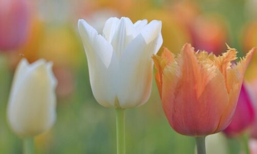 Služiti Gospodinu u slobodi (Mt 20, 17-28)