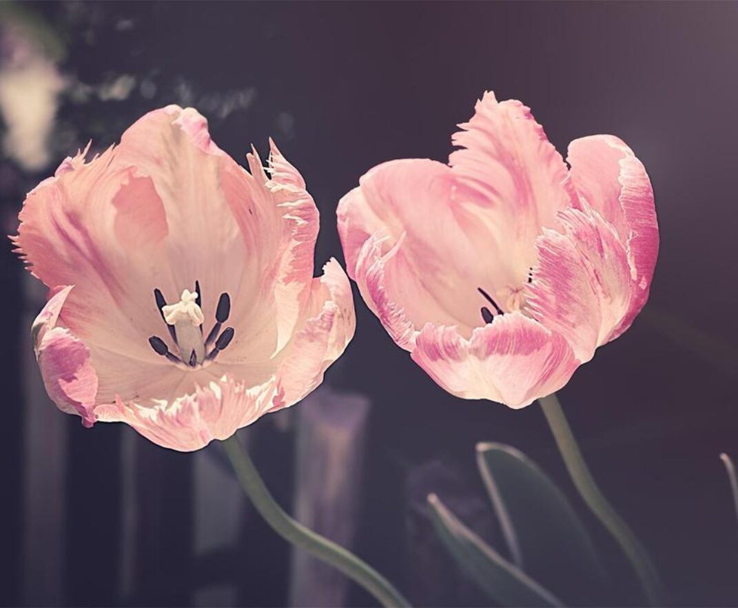 09. 03. 2026. – Korizmena razmatranja: Lk 4,24-30; Poniznost i otvorenost