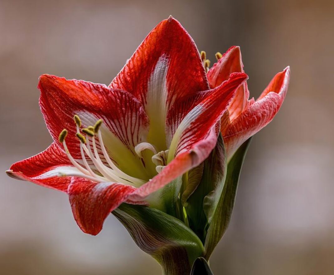 Milosrdna ljubav i trpljenje