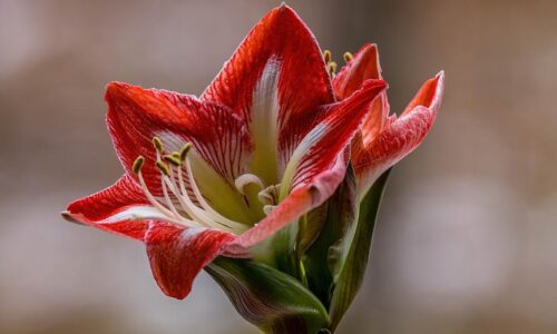 Milosrdna ljubav i trpljenje